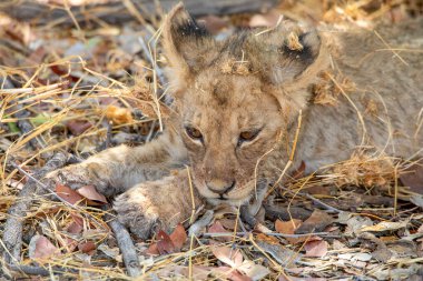 Namibya 'daki Etosha Ulusal Parkı' nda aslan.