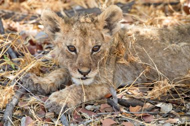 Namibya 'daki Etosha Ulusal Parkı' nda aslan.