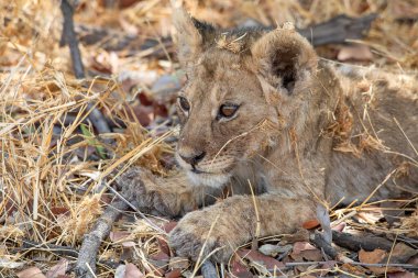 Namibya 'daki Etosha Ulusal Parkı' nda aslan.