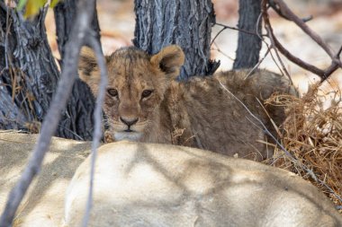 Namibya 'daki Etosha Ulusal Parkı' nda aslan.