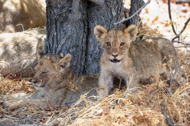 Namibya 'daki Etosha Ulusal Parkı' nda aslan.