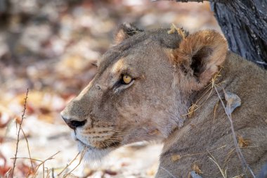 Namibya 'daki Etosha Ulusal Parkı' nda aslan.