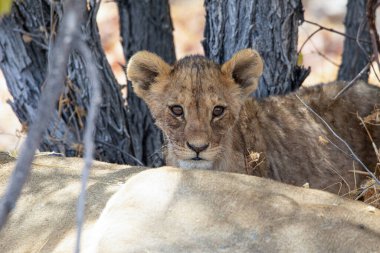Namibya 'daki Etosha Ulusal Parkı' nda aslan.