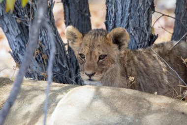 Namibya 'daki Etosha Ulusal Parkı' nda aslan.