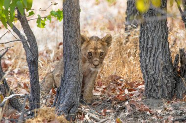Namibya 'daki Etosha Ulusal Parkı' nda aslan.