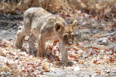 Namibya 'daki Etosha Ulusal Parkı' nda aslan.