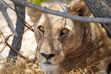 Namibya 'daki Etosha Ulusal Parkı' nda aslan.