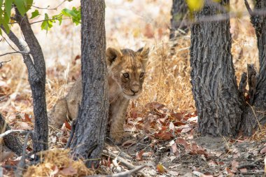 Namibya 'daki Etosha Ulusal Parkı' nda aslan.