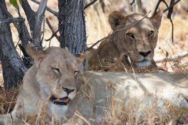 Namibya 'daki Etosha Ulusal Parkı' nda aslan.