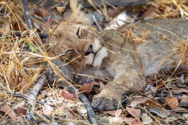 Namibya 'daki Etosha Ulusal Parkı' nda aslan.