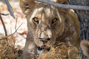 Namibya 'daki Etosha Ulusal Parkı' nda aslan.