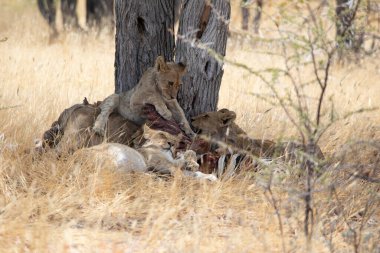Namibya 'daki Etosha Ulusal Parkı' nda aslan.
