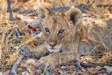 Namibya 'daki Etosha Ulusal Parkı' nda aslan.