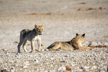 Aslan yavrusu Etosha Milli Parkı 'nda