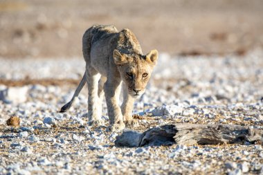 Aslan yavrusu Etosha Milli Parkı 'nda