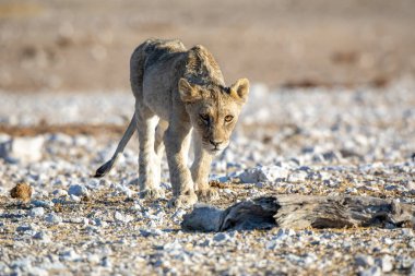 Aslan yavrusu Etosha Milli Parkı 'nda