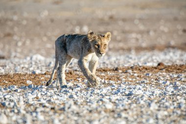 Aslan yavrusu Etosha Milli Parkı 'nda