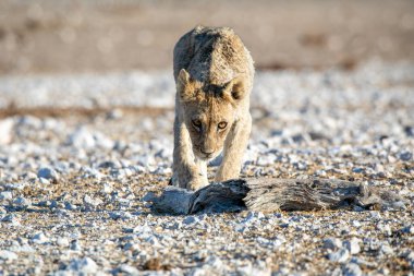 Aslan yavrusu Etosha Milli Parkı 'nda