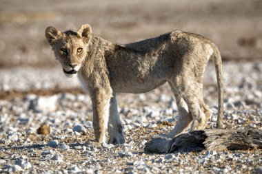 Aslan yavrusu Etosha Milli Parkı 'nda