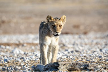 Aslan yavrusu Etosha Milli Parkı 'nda