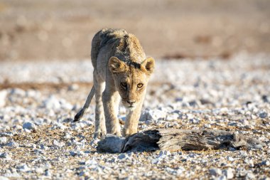 Aslan yavrusu Etosha Milli Parkı 'nda