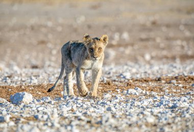 Aslan yavrusu Etosha Milli Parkı 'nda