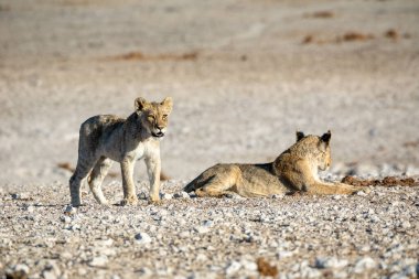 Aslan yavrusu Etosha Milli Parkı 'nda