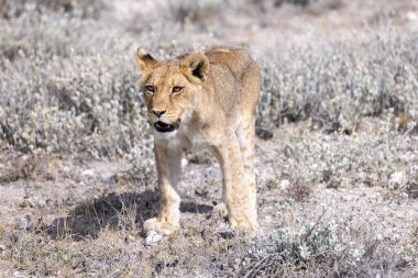 Aslan etkin Milli Parkı'nda