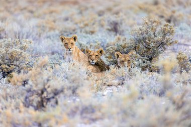 Aslan etkin Milli Parkı'nda