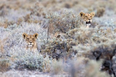 Aslan etkin Milli Parkı'nda