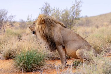 Kgalagadi Ulusal Parkı 'nda Aslan