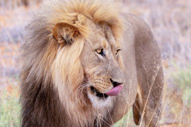 Kgalagadi Ulusal Parkı 'nda Aslan