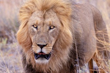 Kgalagadi Ulusal Parkı 'nda Aslan