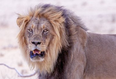 Kgalagadi Ulusal Parkı 'nda Aslan