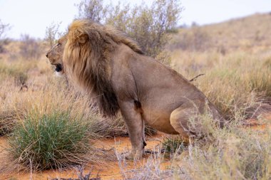 Kgalagadi Ulusal Parkı 'nda Aslan