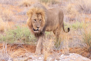 Kgalagadi Ulusal Parkı 'nda Aslan