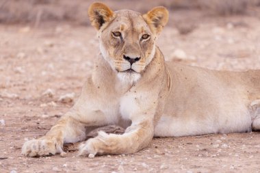 Kgalagadi Ulusal Parkı 'nda dişi aslan.