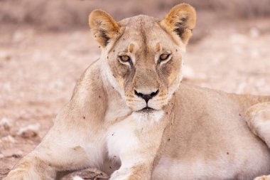 Kgalagadi Ulusal Parkı 'nda dişi aslan.