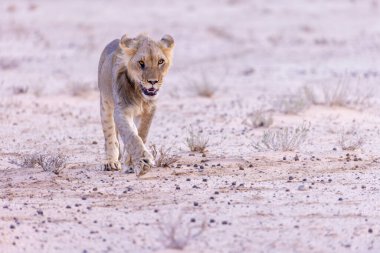 Kgalagadi Ulusal Parkı 'nda dişi aslan.