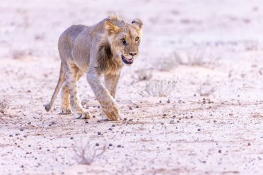 Kgalagadi Ulusal Parkı 'nda dişi aslan.