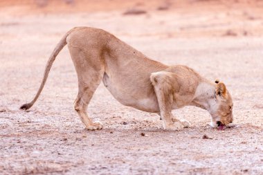 Kgalagadi Ulusal Parkı 'nda dişi aslan.