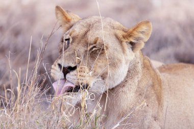 Kgalagadi Ulusal Parkı 'nda dişi aslan.