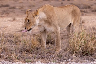 Kgalagadi Ulusal Parkı 'nda dişi aslan.