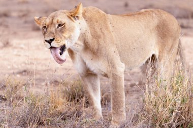 Kgalagadi Ulusal Parkı 'nda dişi aslan.