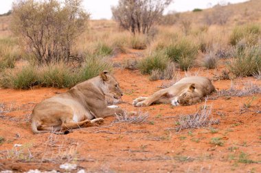 Kgalagadi Ulusal Parkı 'nda Aslanlar
