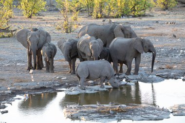 Gergedan ve fil Etosha Ulusal Parkı, Namibya