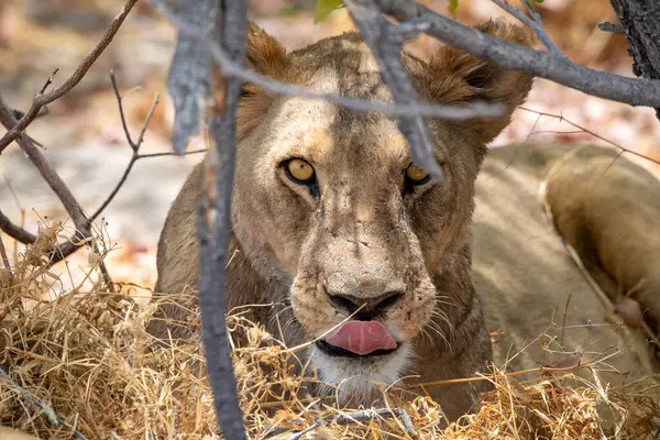Namibya 'daki Etosha Ulusal Parkı' nda aslan.