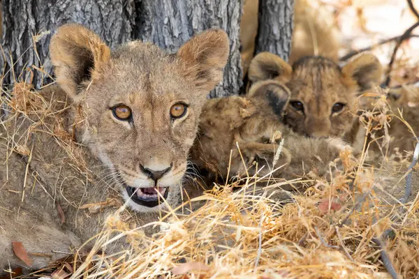 Namibya 'daki Etosha Ulusal Parkı' nda aslan.