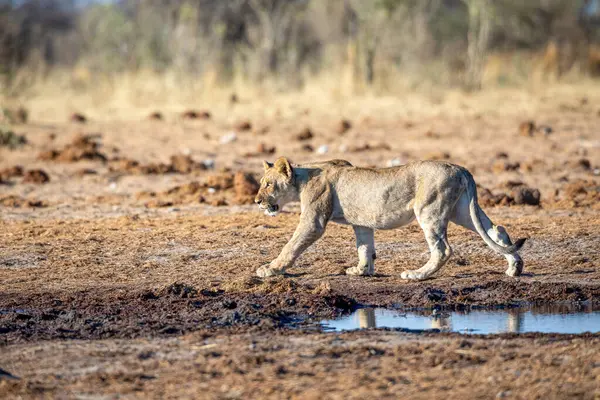Namibya 'daki Etosha Ulusal Parkı' nda aslan.
