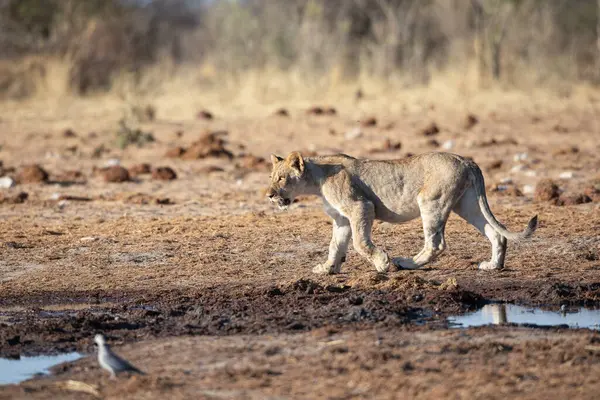 Namibya 'daki Etosha Ulusal Parkı' nda aslan.